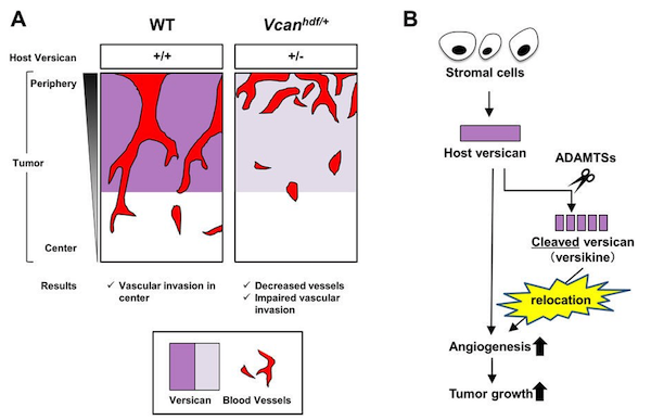 Tumor Growth